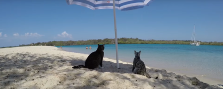 با Boomer آشنا شوید؛ گربه اسکیت‌سوار (تماشا کنید)