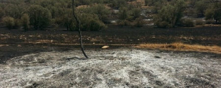 ۳۲۰  میلیارد تومان، خسارت جنگل سوزی در هرسال