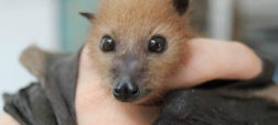 بیمارستانی برای خفاش‌ها در استرالیا
