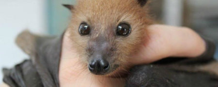 بیمارستانی برای خفاش‌ها در استرالیا