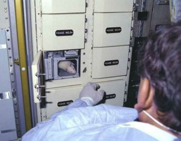 NASA-rodents-skylab-challenger.jpg.638x0_q80_crop-smart-w600