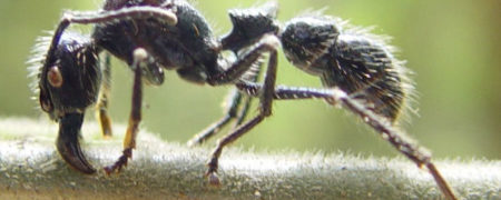 حشراتی که دردناکترین نیش را دارند