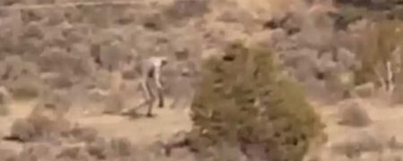 ویدیویی جدید که مخلوقی عجیب در طبیعت را به تصویر می کشد [تماشا کنید]