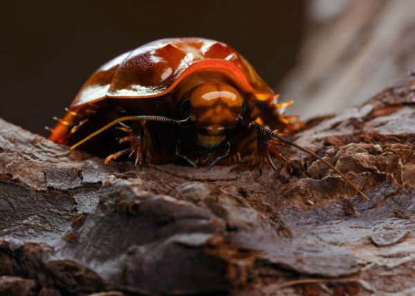 giant-burrowing-cockroach.jpg.638x0_q80_crop-smart-w600
