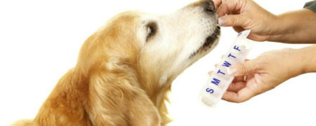 سگی که می تواند سرطان را بهتر از آزمایشگاه ها تشخیص دهد