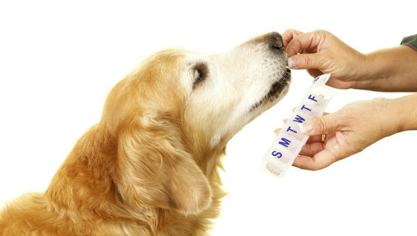 سگی که می تواند سرطان را بهتر از آزمایشگاه ها تشخیص دهد
