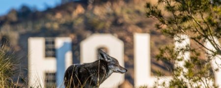 رسوایان هالیوود