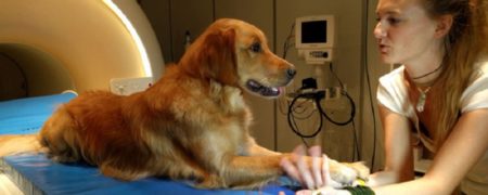 ثابت شده که سگ ها توان تشخیص لحن صدای انسان را نیز دارند