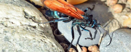 ۱۰ مورد از بزرگترین حشره ها در سراسر دنیا