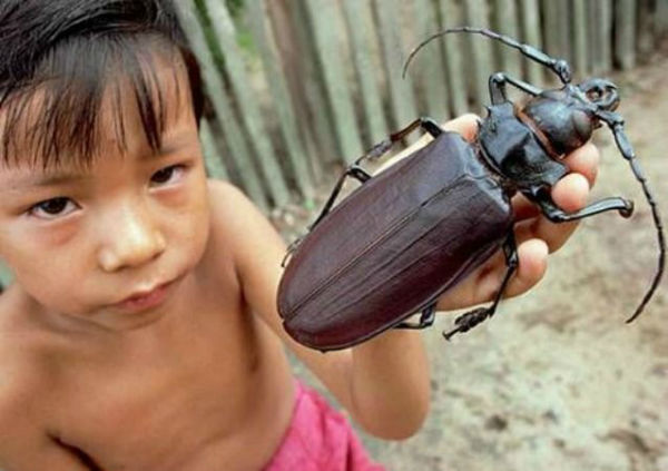 titan-beetle-largest-bugs.jpg.638x0_q80_crop-smart-w600