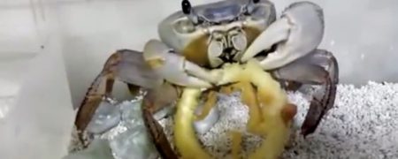 خرچنگی که با لذت غذای آدم ها را می خورد [تماشا کنید]