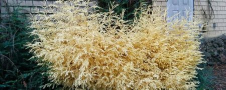 رموز درختان ماموتی که آلبونیسم دارند