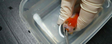 ماهی قرمزی که ۳۷۷ دلار خرج روی دست صاحبش گذاشت