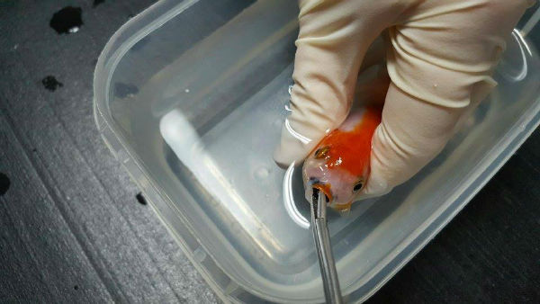 ماهی قرمزی که ۳۷۷ دلار خرج روی دست صاحبش گذاشت