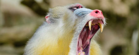 خطرناک و دلهره آور؛ جانورانی که ترسناک ترین دهان ها را دارند