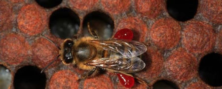 از تولید خمیر دندان عسلی تا هشدار وزارت علوم