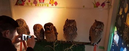 استقبال از کافه حیوانات؛ قهوه خود را در کنار گربه، جغد و مار میل کنید