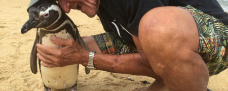 پنگوئنی که هر سال ۸۰۰۰ کیلومتر شنا می کند تا پیرمرد مورد علاقه اش را ببیند