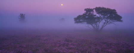 رویای بنفش؛ چشم اندازی زیبا از گل های جاروب در آمستردام