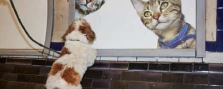 گربه ها تمام فضای یکی از ایستگاه های متروی لندن را اشغال کردند