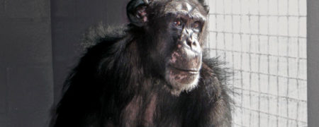 سرنوشت شامپانزه های مورد استفاده در تحقیقات علمی به کجا ختم می شود؟