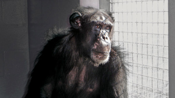 سرنوشت شامپانزه های مورد استفاده در تحقیقات علمی به کجا ختم می شود؟