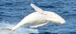 دیده شدن بچه نهنگی سفید در سواحل غربی استرالیا [تماشا کنید]