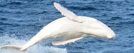 دیده شدن بچه نهنگی سفید در سواحل غربی استرالیا [تماشا کنید]