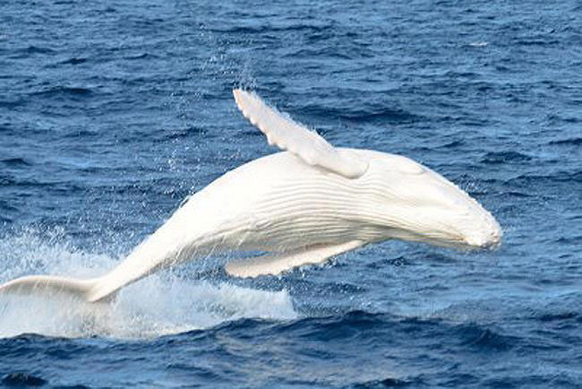 دیده شدن بچه نهنگی سفید در سواحل غربی استرالیا [تماشا کنید]
