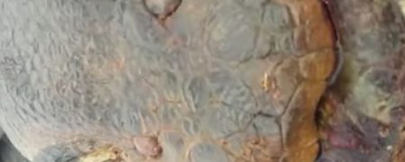 بزرگترین مار جهان در یکی از کارگاه های ساختمانی کشور برزیل به دام افتاد [تماشا کنید]