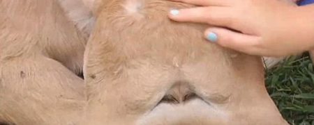 به دنیا آمدن گوساله ای عجیب با دو صورت و چهار چشم [تماشا کنید]