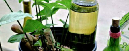 چگونه هنگام مسافرت گلدان های خود را آب دهیم