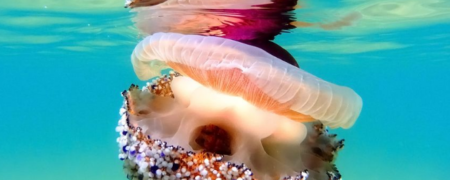 ۱۵ تصویر زیبا از طبیعت در مسابقه عکاسی نشنال جئوگرافی