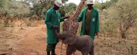 دوستی جالب فیل و زرافه [تماشا کنید]