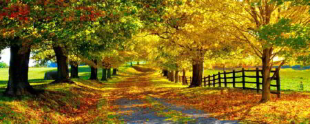 ویدیویی زمان گریز از چهار فصل در یک جاده زیبا [تماشا کنید]