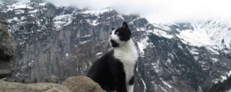 گربه ای که موجب نجات جان یک گردشگر در کوهستان های آلپ شد