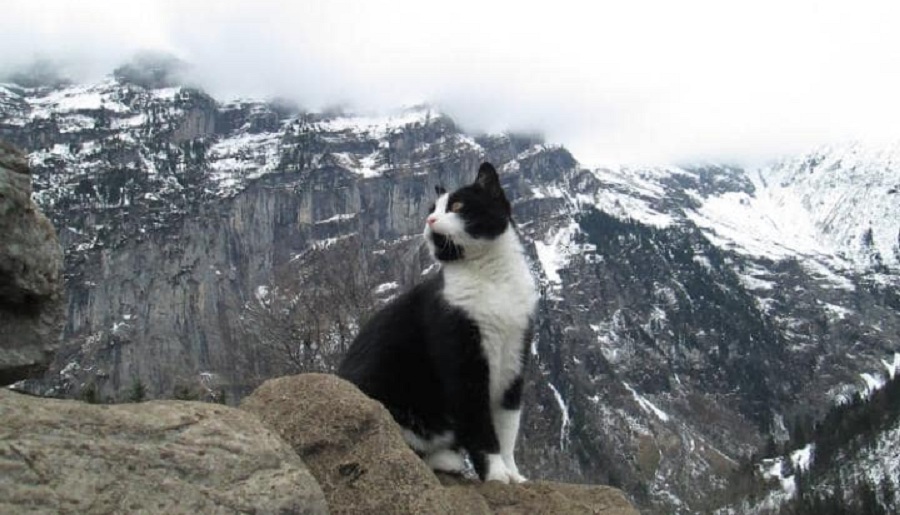 گربه ای که موجب نجات جان یک گردشگر در کوهستان های آلپ شد