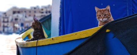 اجداد گربه ها از کجا آمده اند و چگونه در سرتاسر جهان پراکنده شدند؟