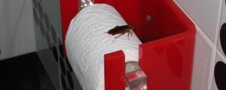 با «روغن نعناع» از شر سوسک ها خلاص شوید