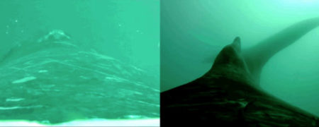 با دوربینی جدید می توان لذت سواری گرفتن از نهنگ را مشاهده کرد [تماشا کنید]