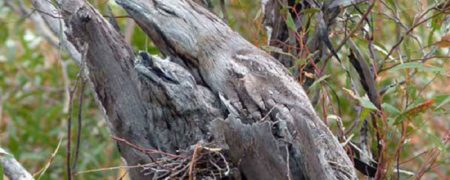 دهان قورباغه ای؛ پرنده ای با چهره خنده دار