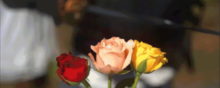 ویدیویی صحنه آهسته ای جذاب از برش داده شدن گل ها توسط شمشیر [تماشا کنید]