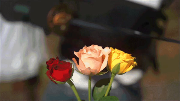 ویدیویی صحنه آهسته ای جذاب از برش داده شدن گل ها توسط شمشیر [تماشا کنید]