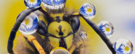 منتخبی از عکس های ارسال شده برای شرکت در مسابقه تصاویر کمدی حیوانات ۲۰۱۶