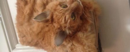 کیف دستی یک دلاری که از یک گربه درست شده است