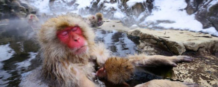 ۱۱ حقیقتی که درباره میمون ها نمی دانید