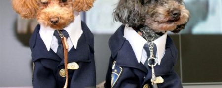 سگی که قلب آسیایی ها را به تصرف خود درآورد