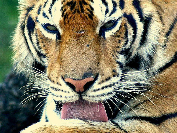 tiger-tongue-jpg-1000x0_q80_crop-smart-w600