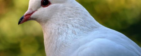 کبوترها می توانند کلمات را از یکدیگر تشخیص دهند [تماشا کنید]