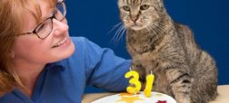 پیرترین گربه جهان ۳۱ ساله شد